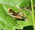Walsh's Short-wing Grasshopper - photo 4