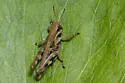 Walsh's Short-wing Grasshopper - photo 5