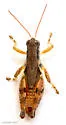 Warner's Spur-throat Grasshopper