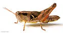 Warner's Spur-throat Grasshopper - photo 3