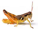 Warner's Spur-throat Grasshopper - photo 4