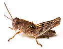 Warner's Spur-throat Grasshopper - photo 5