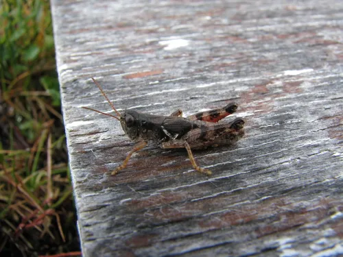 Washington Short-wing Grasshopper