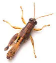 Withlacoochee Grasshopper