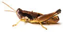 Withlacoochee Grasshopper - photo 2