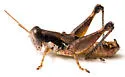 Withlacoochee Grasshopper - photo 5