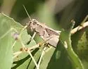Yarrow's Grasshopper