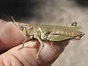 Yarrow's Grasshopper - photo 2