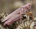 Yarrow's Grasshopper - photo 4