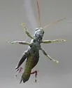 Yarrow's Grasshopper - photo 5