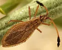 Melanorhopala clavata