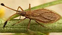 Melanorhopala clavata - photo 2