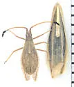 Melanorhopala clavata - photo 3