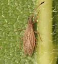 Melanorhopala clavata - photo 4
