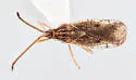 Melanorhopala infuscata