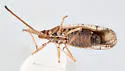 Melanorhopala infuscata - photo 3