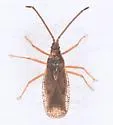 Melanorhopala infuscata - photo 4