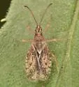 Melanorhopala infuscata - photo 5