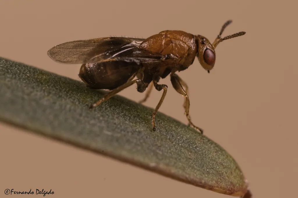 Melanosomellidae - photo 2