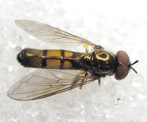 Melanostoma mellinum