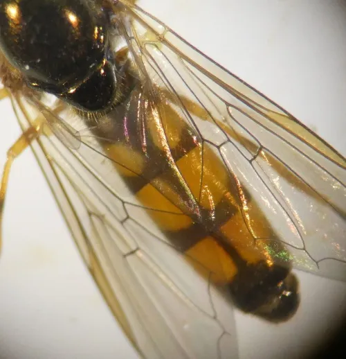 Melanostoma mellinum - photo 2