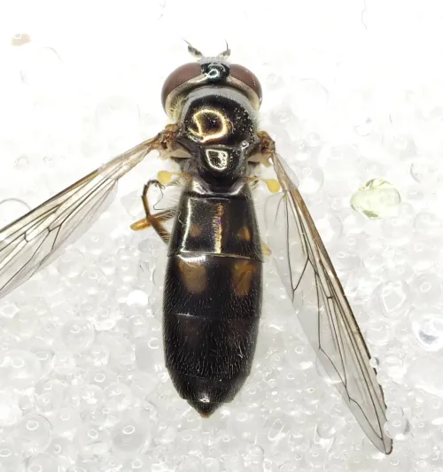 Melanostoma mellinum - photo 3