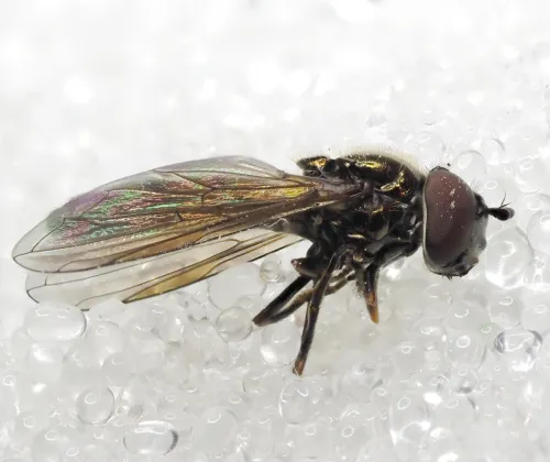 Melanostoma mellinum - photo 4
