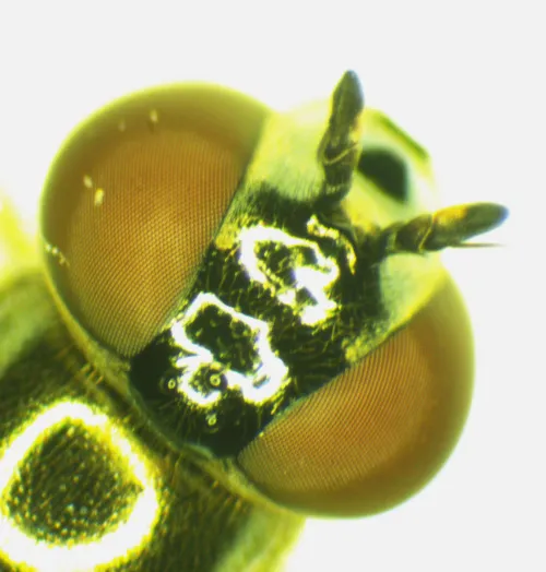Melanostoma mellinum - photo 5