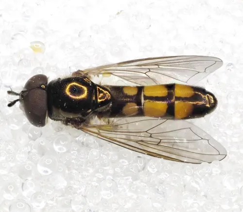 Melanostoma mellinum - photo 8