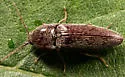 Melanotus americanus