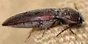 Melanotus americanus - photo 2