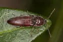 Melanotus americanus - photo 4