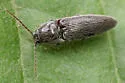 Melanotus americanus - photo 5