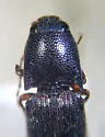 Melanotus chiricahuae - photo 2