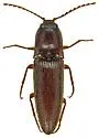 Melanotus chiricahuae - photo 3