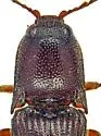Melanotus chiricahuae - photo 4