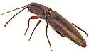 Melanotus chiricahuae - photo 5