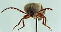 Melanotus clandestinus