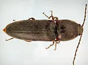 Melanotus clandestinus - photo 2