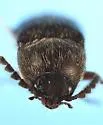 Melanotus clandestinus - photo 4