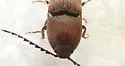 Melanotus clandestinus - photo 5