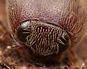 Melanotus communis Complex