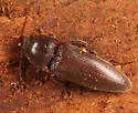 Melanotus communis Complex - photo 2