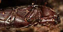 Melanotus communis Complex - photo 3