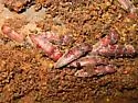 Melanotus communis Complex - photo 4