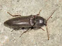 Melanotus communis Complex - photo 5