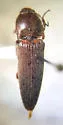 Melanotus communis
