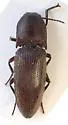 Melanotus cribricollis - photo 2
