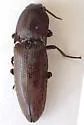 Melanotus cribricollis - photo 3