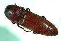 Melanotus cribricollis - photo 4